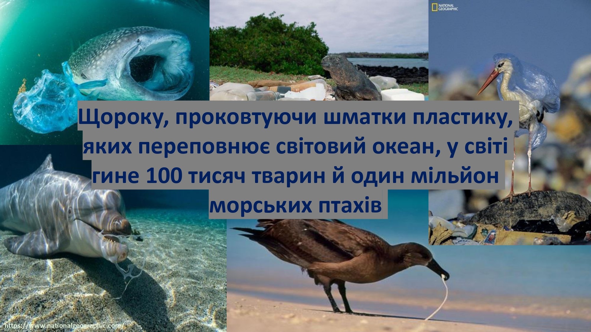 ЧОМУ НЕБЕЗПЕЧНИЙ ПОЛІЕТИЛЕН?